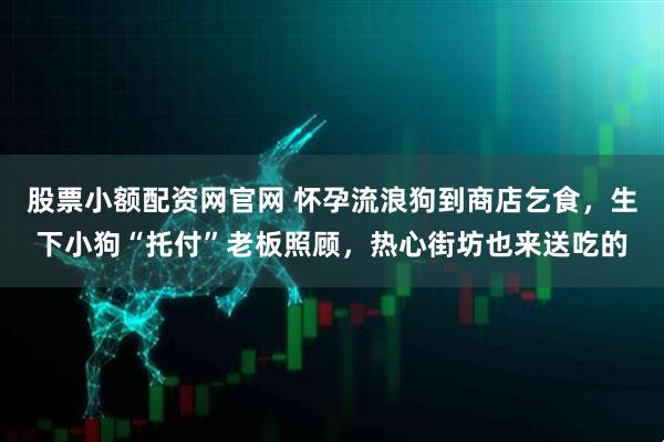 股票小额配资网官网 怀孕流浪狗到商店乞食，生下小狗“托付”老板照顾，热心街坊也来送吃的